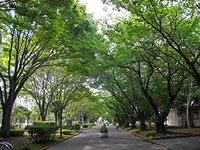 Trees